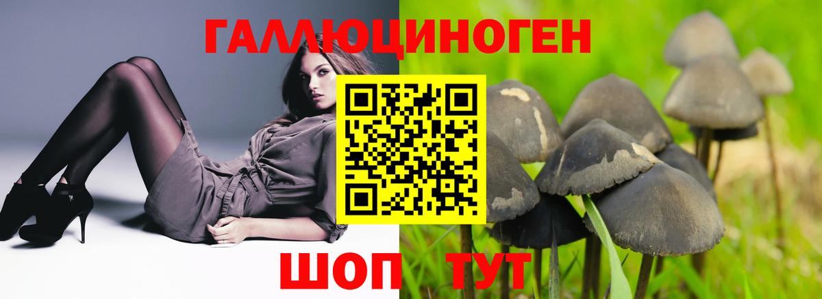 Галлюциногенные грибы Psilocybine cubensis Егорьевск